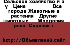 Сельское хозяйство и з/у › Цена ­ 2 500 000 - Все города Животные и растения » Другие животные   . Мордовия респ.,Саранск г.